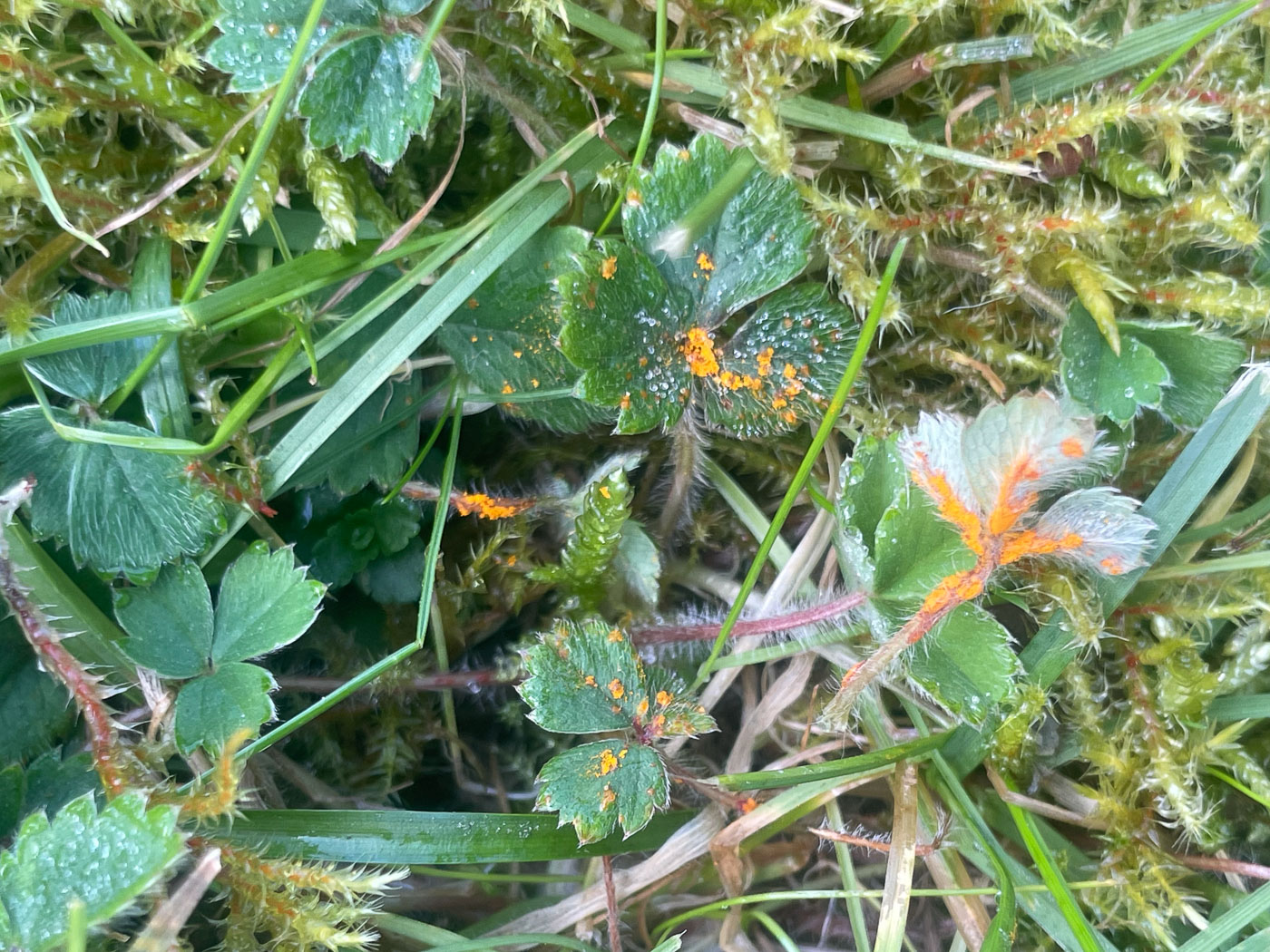 Photo © Sarah Ebdon Phragmidium fragariae by Sarah Ebdon